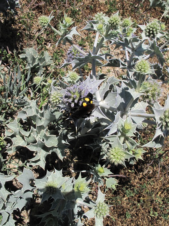 Eryngium maritimum